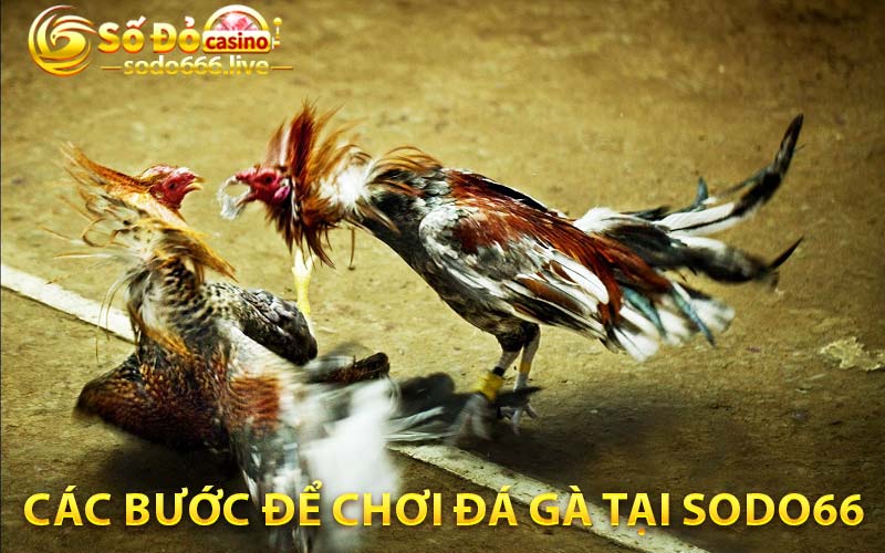 Các bước để chơi đá gà tại SODO66