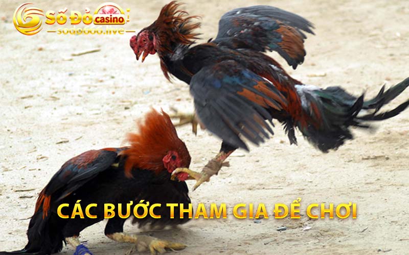 Các bước tham gia để chơi