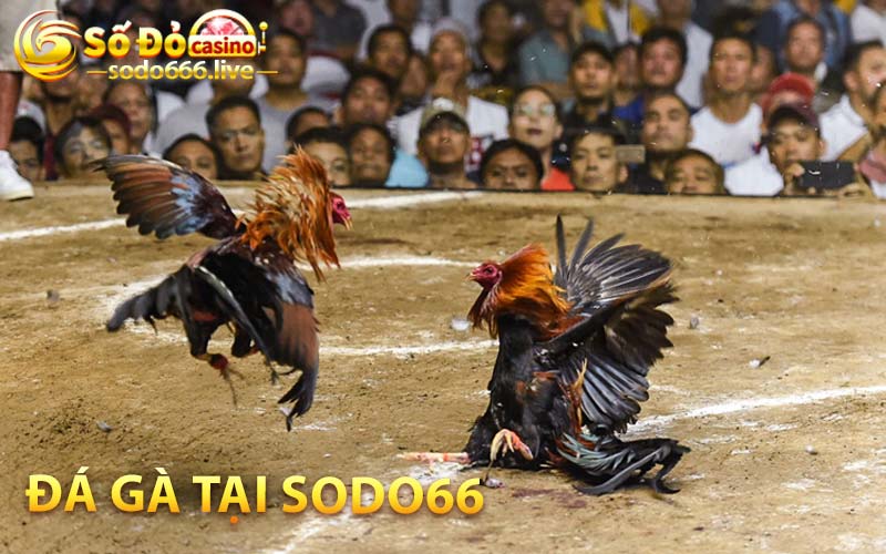 Đá Gà tại Sodo66