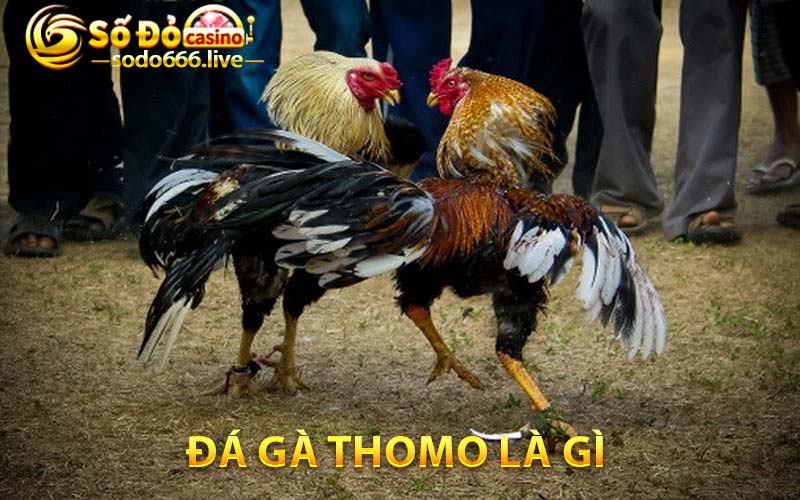 Đá gà Thomo là gì