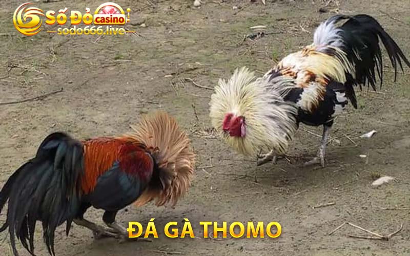 Đá gà Thomo