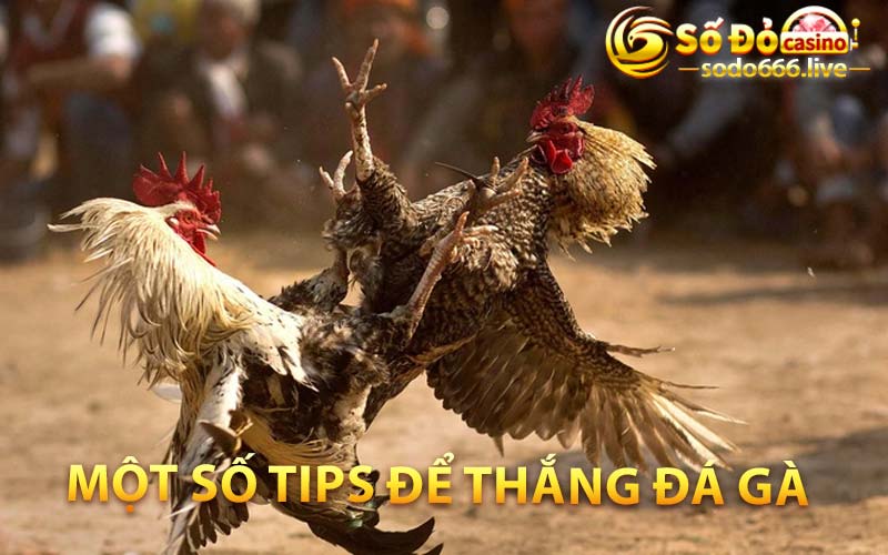 Một số tips để thắng đá gà