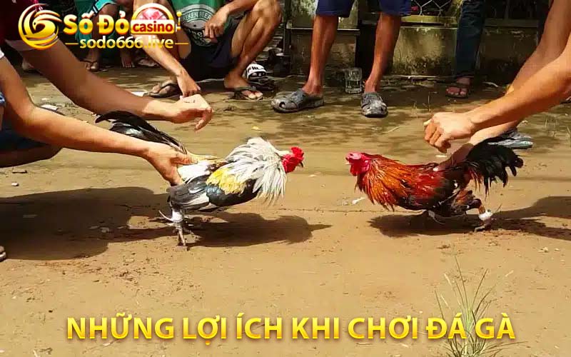 Những lợi ích khi chơi đá gà